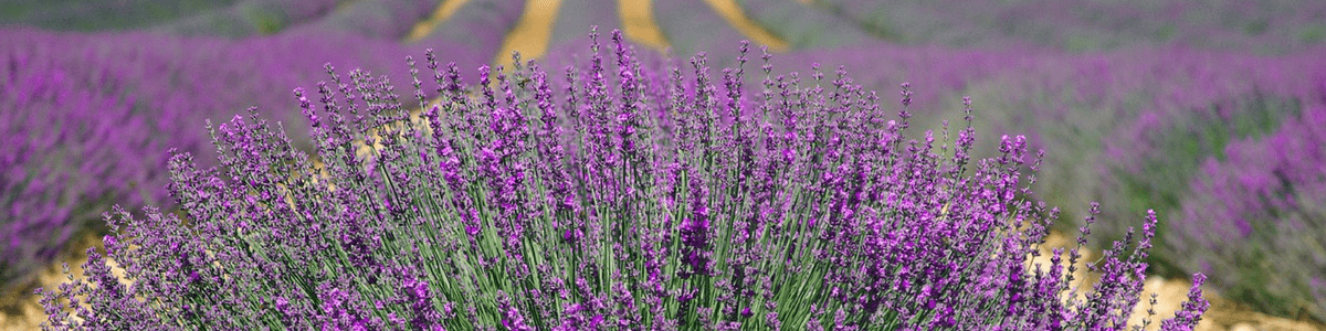 Südfrankreich: Lavendelfeld